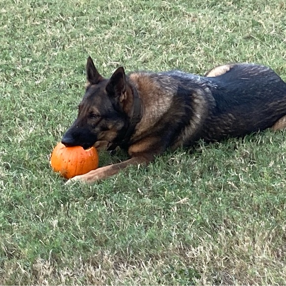 SC - Picture 12 of 17